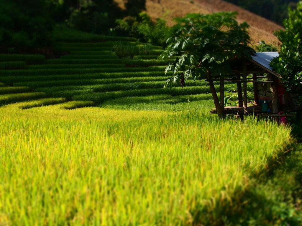 KowitFarmstay Ban Mae Pan Noi Zewnętrze zdjęcie