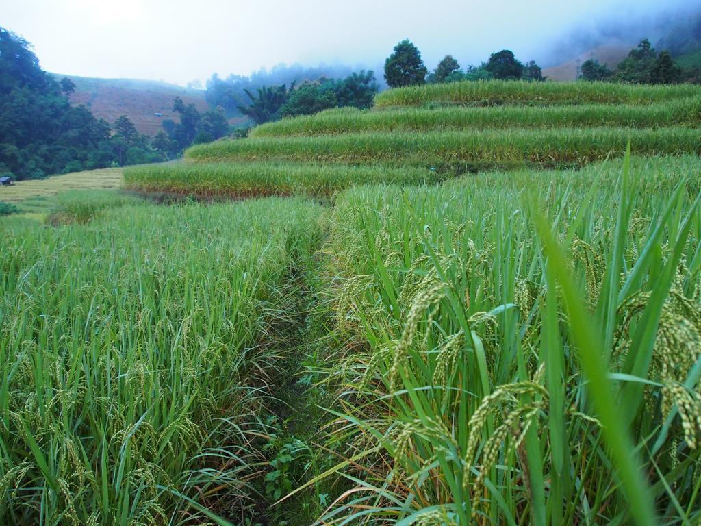 KowitFarmstay Ban Mae Pan Noi Zewnętrze zdjęcie