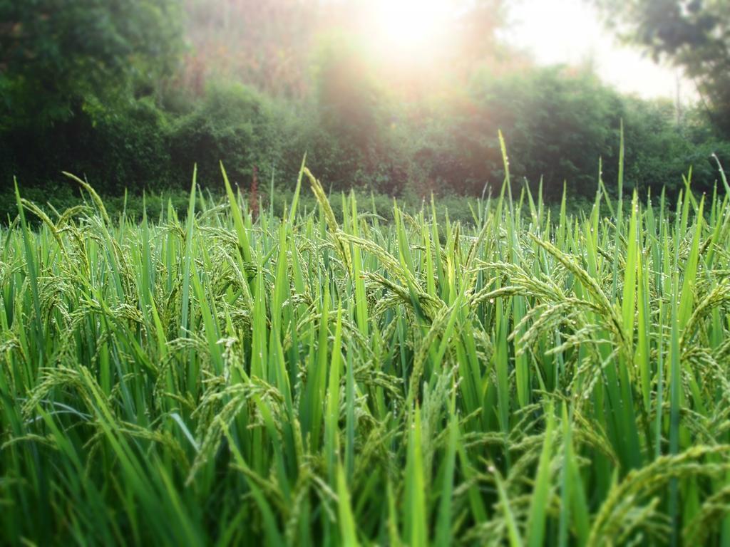KowitFarmstay Ban Mae Pan Noi Zewnętrze zdjęcie